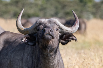 close up of a Cape Buffalo face with nose in the air