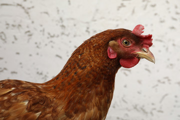 Beautiful red chicken on light background. Domestic animal