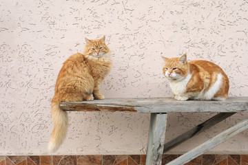 Fototapeta premium Beautiful ginger cats on bench near building