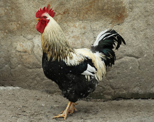 Big beautiful rooster in yard. Domestic animal © New Africa