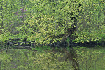 Spring landscape of the shoreline of the Kalamazoo River with redbud in bloom, Michigan, USA