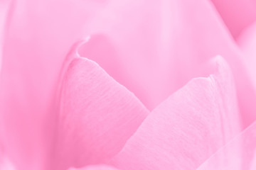 close up of pink petals of tulip