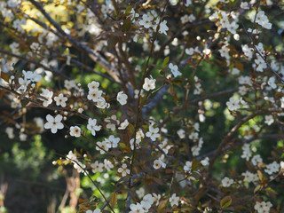 Branches of blossoming white flowers
