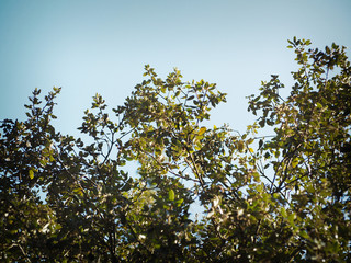 Looking up toptrees the blue sky and blurred trees