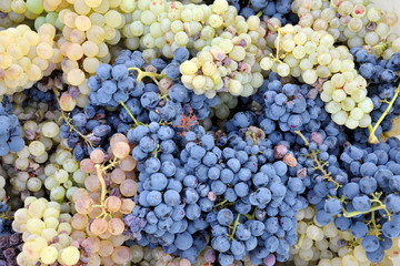 Italy - winery - winemaking - Baskets of white and black grape for harvest
