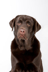 Dog breed Chocolate Labrador on a white background