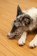 Dog Puppy Border Collie Merle