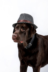 Dog breed Chocolate Labrador on a white background