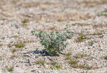A small sprout of white bursage (Ambrosia dumosa) shrub seedling naturally regenerating following a development related disturbance in the Mojave Desert, Nevada, USA.