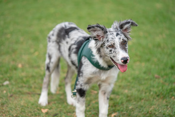 Obraz premium Dog Puppy Border Collie Merle