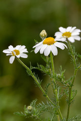 Fototapeta premium Macrophotographie de fleur sauvage - Anacycle en massue - Anacyclus clavatus