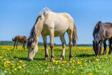 Horses graze in a meadow among dandelions.