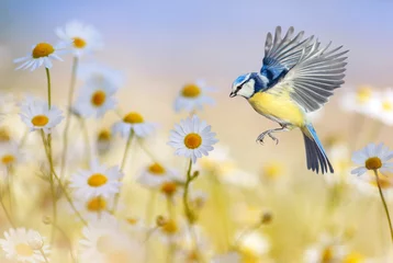 Deurstickers kleine vogelmees vliegt naar over witte bloemen madeliefjes op een zonnige zomerweide © nataba