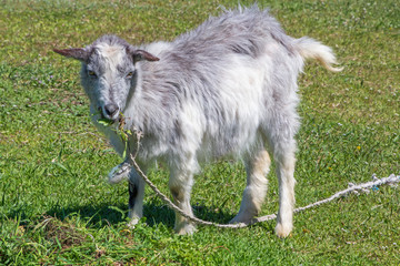 Obraz premium close up of kid eating grass