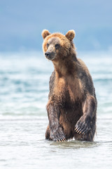 Obraz premium Ruling the landscape, brown bears of Kamchatka (Ursus arctos beringianus)