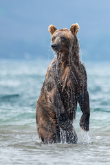 Fototapeta premium Ruling the landscape, brown bears of Kamchatka (Ursus arctos beringianus)