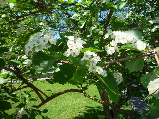 Fototapeta premium green leaves of a tree in spring