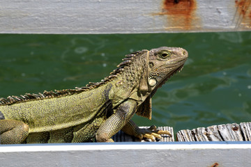 green iguana