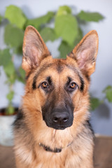 Brown and yellow German Shepherd Dog Close Up Portrait