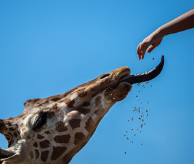 feeding a giraffe with it's tongue out