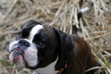 Boxernase, Portrait eines schönen Boxers