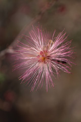 Delicate, pink Fairy Duster desert flower in bloom