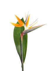 Bird of Paradise tropical flower isolated on white