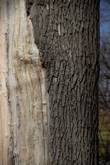 texture of dilapidated bark on a tree