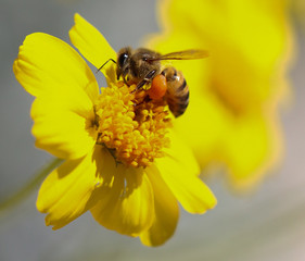 Macro closeup of bee pollinating yellow flower