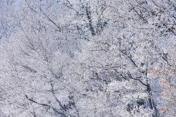 Winter landscape of frosted trees in a rural setting, Michigan, USA