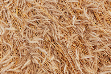 Ripe wheat ears background pattern.
