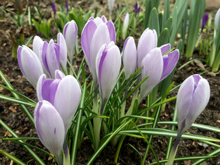 Spring crocus flowers in the garden