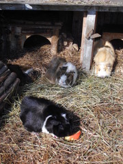 Gruppe bunte Rosetten-Meerschweinchen 