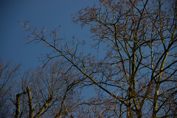 trees without leaves in an early spring