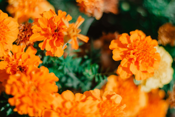 bouquet of flowers
