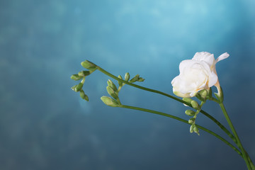 white  freesia on blue background