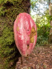 Wanderung durch das Tirimbina Regenwald Reservat bei Puerto Viejo in Costa Rica. F&uuml;hrung durch eine Bio Kakaoplantage. Zu sehen sind Kakaofr&uuml;chte, Kakaopflanzen, frische und ger&ouml;stete Kakaobohnen