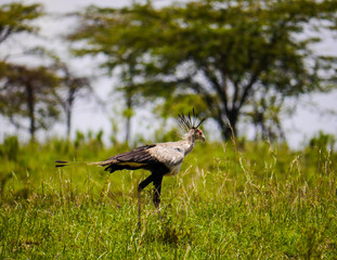 A secretary bird (Sagittarius serpentarius) walking through high green gras of the Serengeti