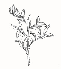 Vector graphic botanical illustration with branch isolated on white background. Tender delicate flora realistic style. Temlate for wedding invitation spring postcard notebook cover web banners element