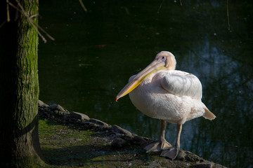 pink pelican sitting next to water on a sunny day
