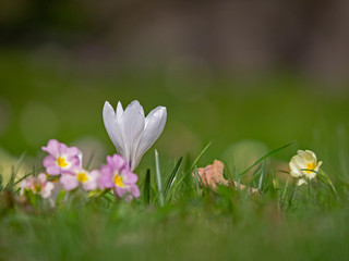 White crocus flower isolated in the flower meadow