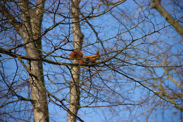 a curious squirrel runs through the trees in the park in spring