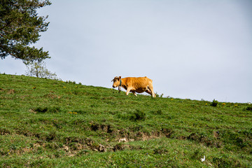 Castellar de N'Hug in Catalonia, Spain.