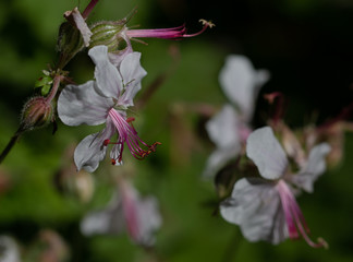 Bigroot Geranium (geranium macrorhizum) blooming in Pacific Northwest garden