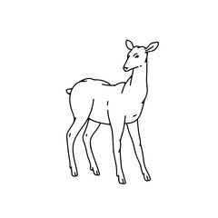 Fototapeta na wymiar Wild young deer female vector outline black white sketch illustration.