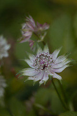 Masterwort flowers in bloom