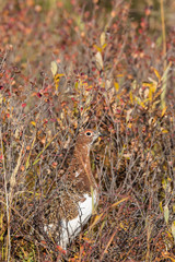 Willow Ptarmigan in Autumn in Denali National Park Alaska