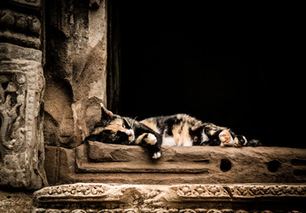 Portrait of sleeping cat.
