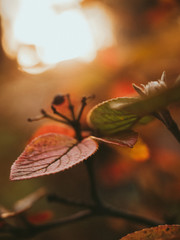 Herbstblätter in der Abendsonne