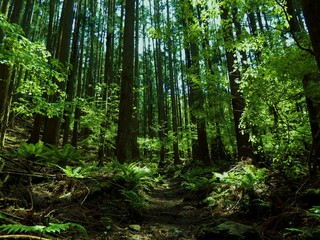 高畑山の山中